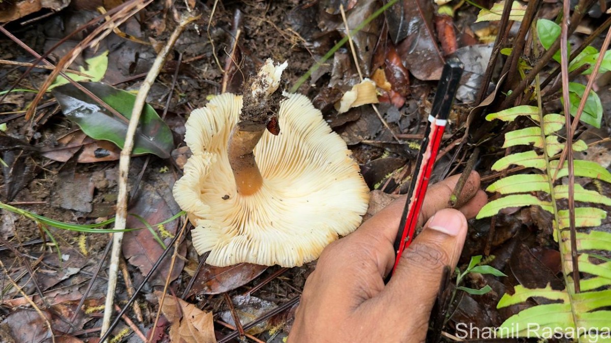Pleurotus giganteus (Berk.) Karun. & K.D.Hyde